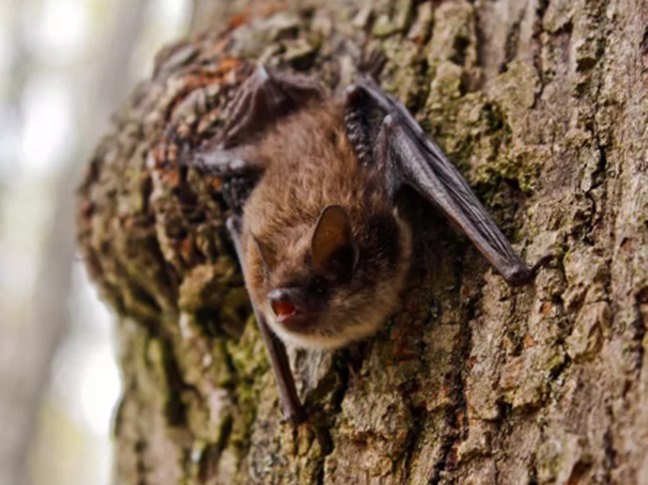 a bat holds onto the side of a tree and looks outward. Its skin is dark brown while its fur and ears are a lighter brown color.