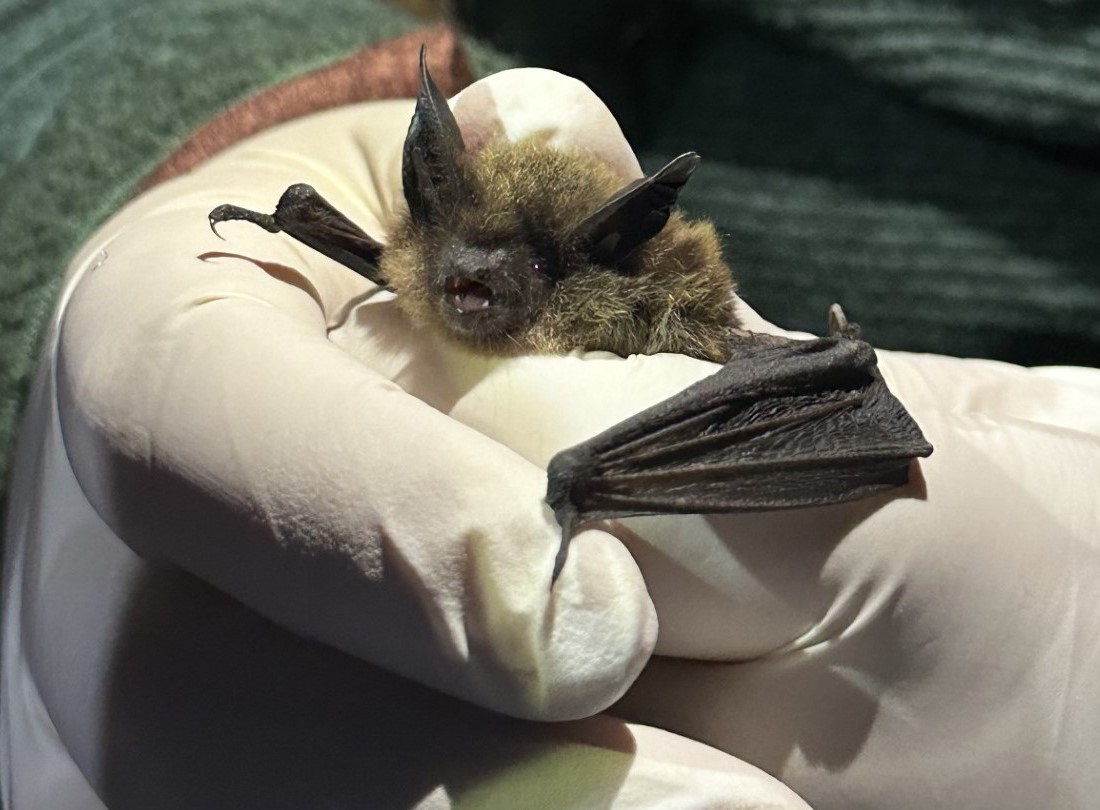 gloved hands hold a bat that has its mouth open. its wings and skin is black and its fur is gray-brown.