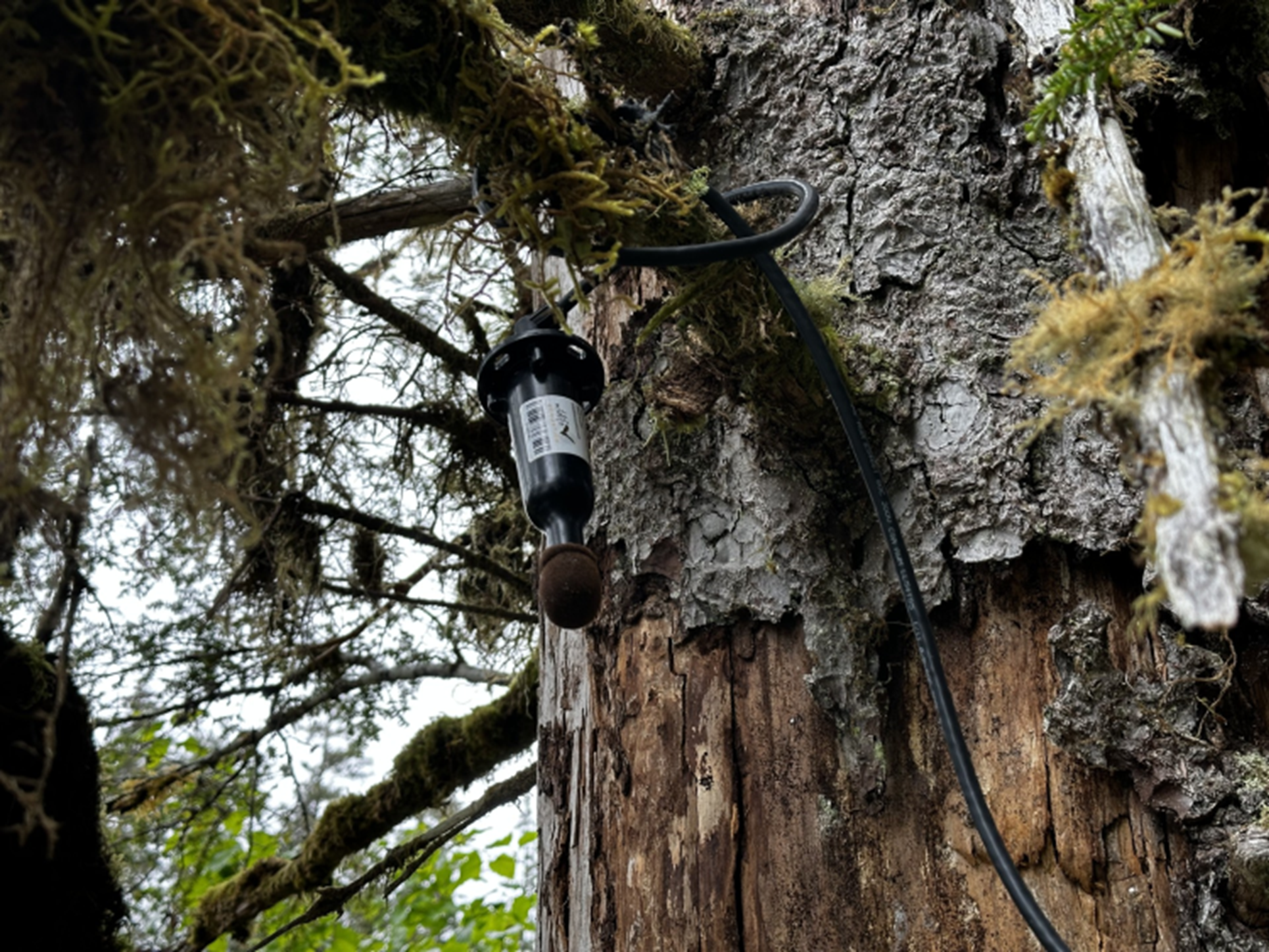 an microphone instrument hangs from the branch of a tree with moss on its branches.