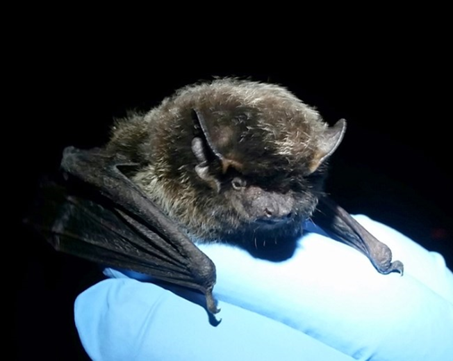 a gloved hand holds a black bat whose hair or fur has a silver sheen to it.