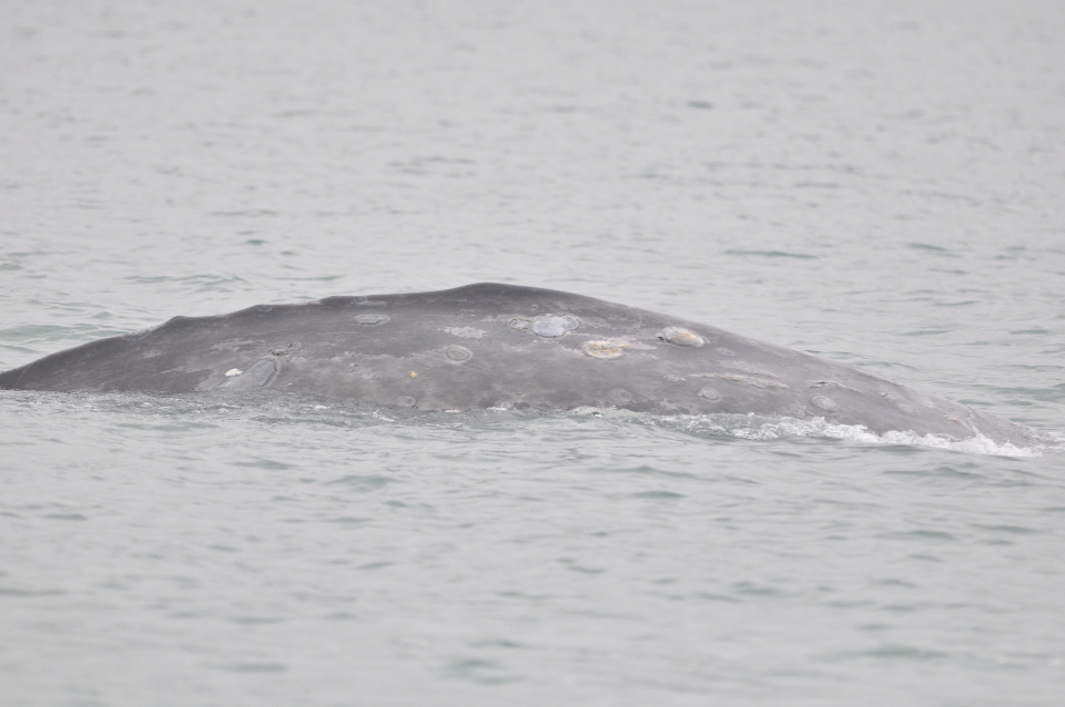 gray whale flank