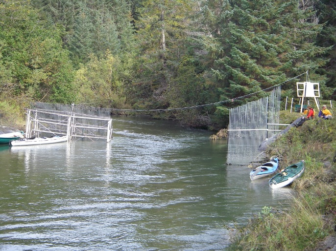 Fish weir on the Bartlett River