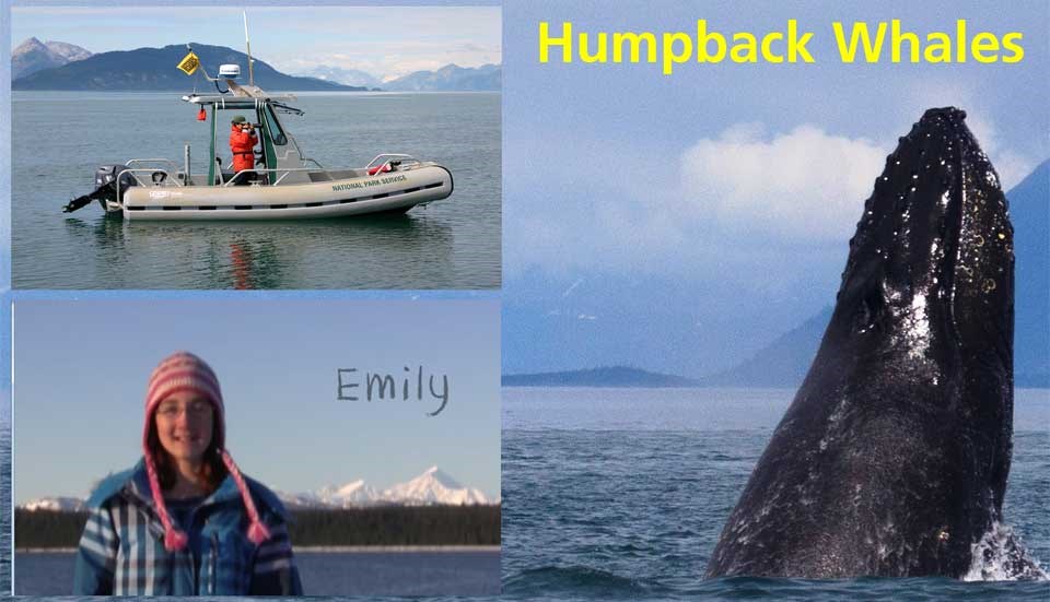 Humpback Whale Identification Cover
