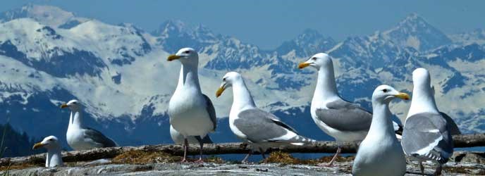 Glaucous winged gulls at South marble Island