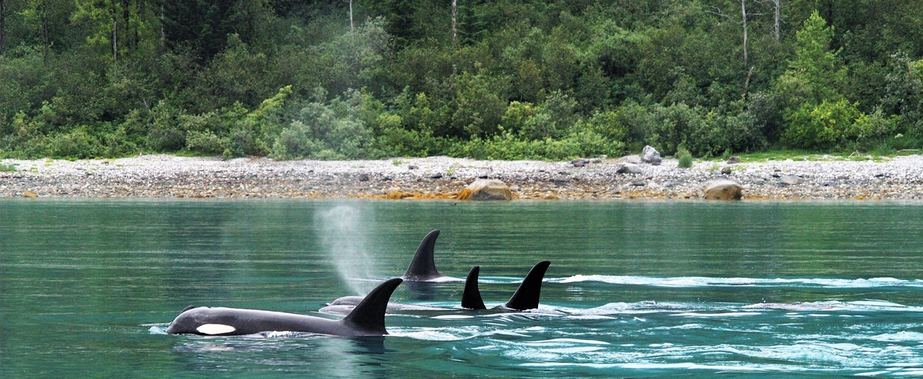 several orcas swim in turquoise waters near a forested shore