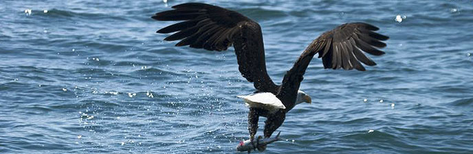 Bald eagle with fish