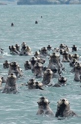 a large group of sea otters pop above the water surface to look at something