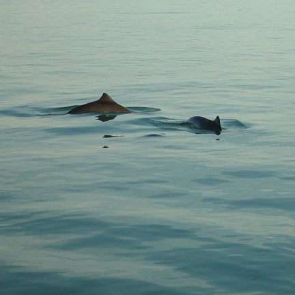 two harbor porpoises swimming