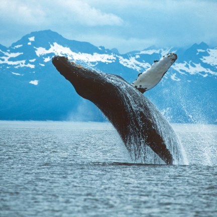 humpback whale breaching out of water, both fins full above water as it twists.