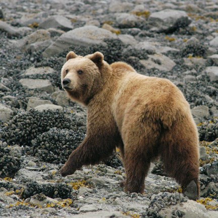 brown bear walks on a rocky beach