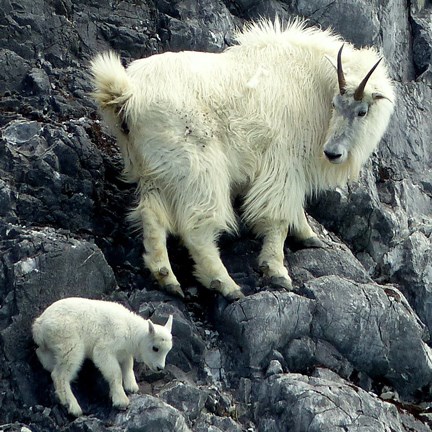 Nanny and kid goat on a cliff