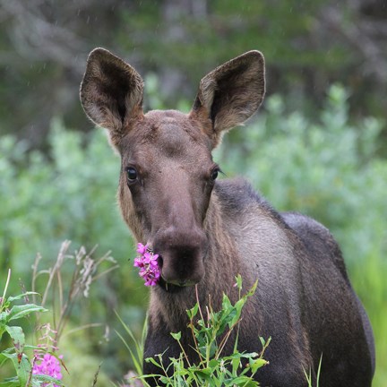young moose eating fireweed