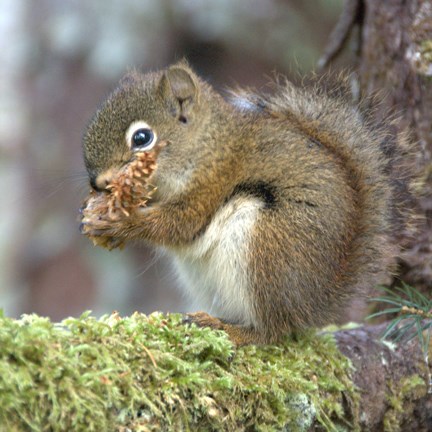 red squirrel eating a spruce cone