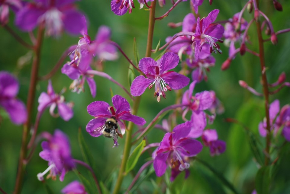 fuchsia petals of fireweed in bloom