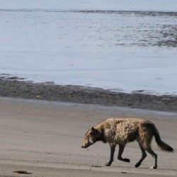 wolf on the beach