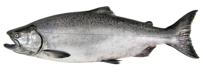 a chinook salmon in ocean coloration