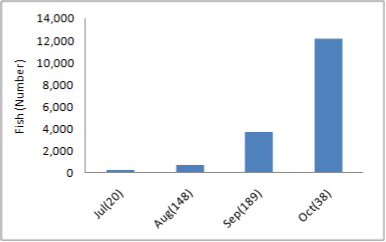 a bar graph showing the spawning times of chum salmon from July to October. The month with the highest fish count is October