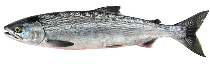 an image of a chum salmon on a white background