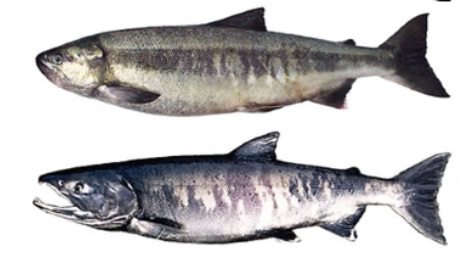 a male and female chum salmon in spawning colors on a white background