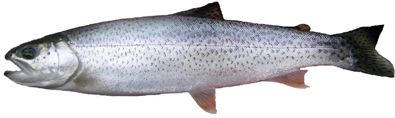 an image of a coastal cutthroat trout in ocean coloring