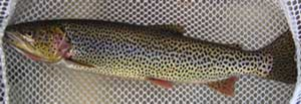 a coastal cutthroat trout showing spawning coloration in a net