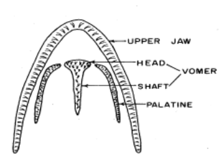 an illustration of the location of teeth on the roof of a cutthroat trout mouth