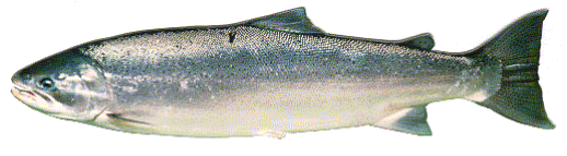 an image of a coastal rainbow trout in its ocean coloration on a white background