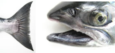 Details and distinguishing features on the head and tail of a coho salmon