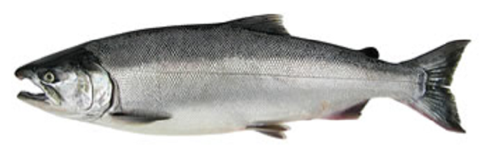 a coho salmon fish with gray/silver coloring