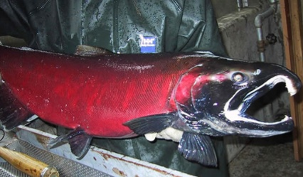 a person holds a coho salmon in bright red spawning colors