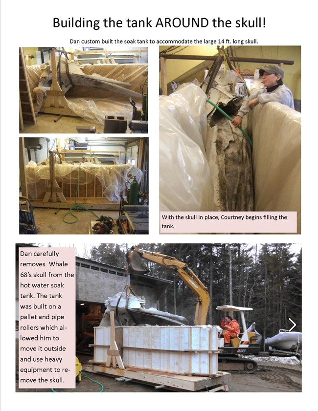 Photo collage showing the 14ft long whale skull fitting inside a wooden framed tank, with plastic lining to hold water. Heavy equipment is used to lift the skull out of the tank.