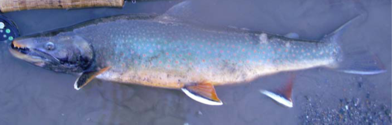 an image of a dolly varden char fish in spawning colors on a sandy surface