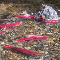 salmon in stream