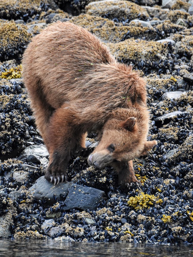 A brown bear turns its head at an angle while chewing on barnacles attached to rocks in the intertidal zone.
