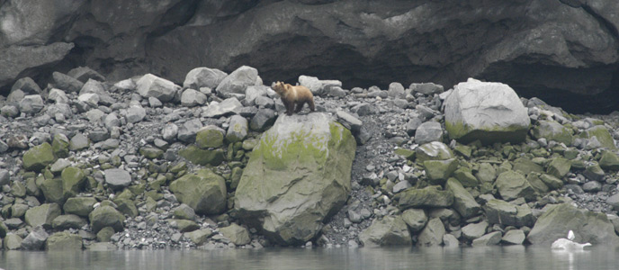 Bear in Glacier Bay