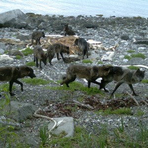 wolves and whale carcass