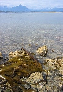a clump of bull kelp on the shore in front of ocean and mountains