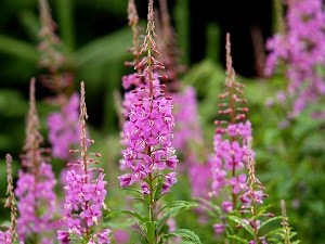 fireweed plants in bloom