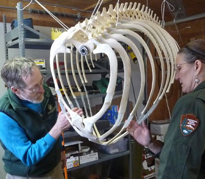 two workers smooth silicone used to articulate the rib structure of a killer whale skeleton.
