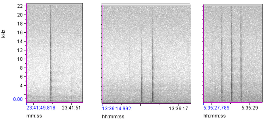 Spectrograms showing frequency (1 - 22 kilohertz) on the vertical axis and time on the horizontal axis.