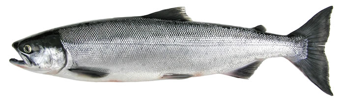 a gray sockeye salmon on a white background
