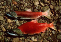 an image of a male and female sockeye salmon laying on the ground exhibiting their bright red and green spawning colors.