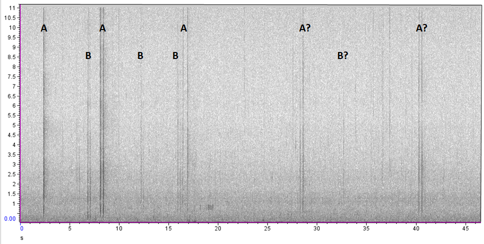 sound spectrogram showing frequency (1 - 11 kilohertz) on the vertical axis and time on the horizontal axis. Letters A and B are superimposed to represent two possible animals.