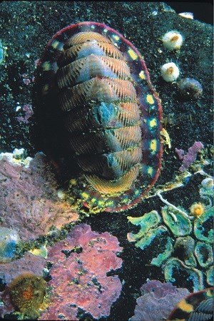 a colorful chiton attached to a rock underwater