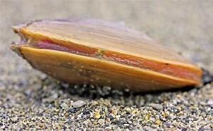 a live clam in sand