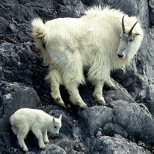 Mountain goat and young