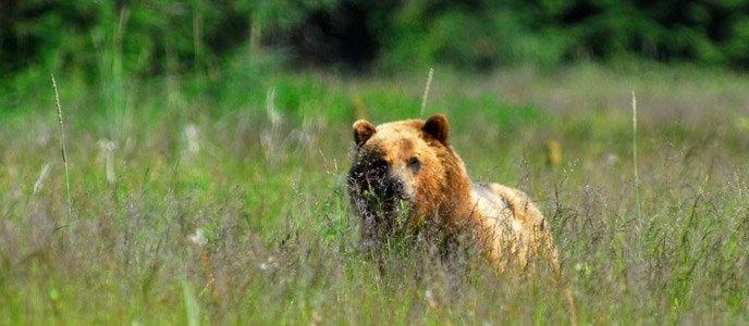 brown bear in grass