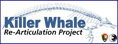 Glacier Bay killer whale articulation project