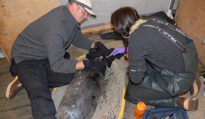 NPS biologist, Jamie Womble, and that National Marine Mammal Laboratory biologist, John Jansen, applying satellite-linked transmitter to harbor seal.