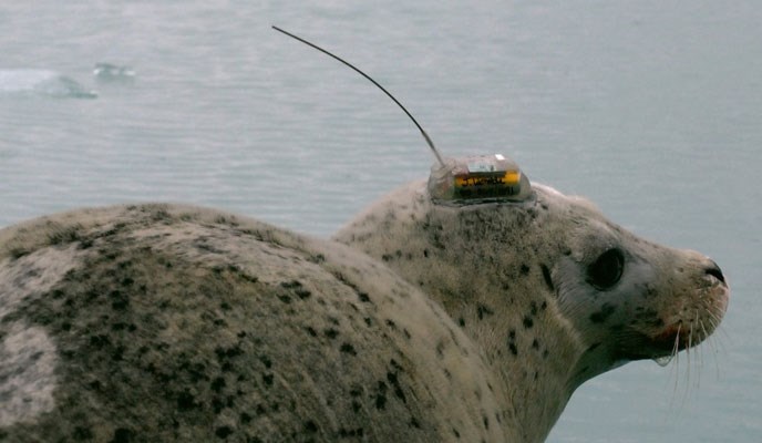 harbor seal with transmitter